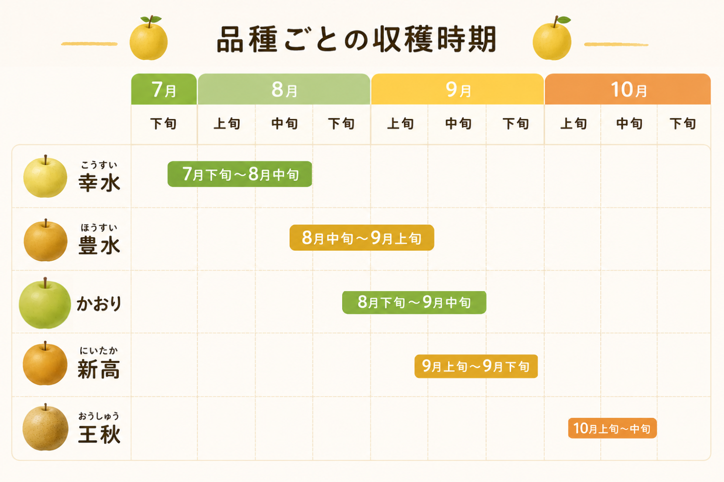 【幸水】贈答用 大玉3kg｜千葉の梨農家から朝採れ直送【予約販売】