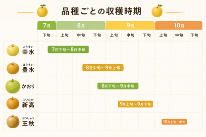 【幸水】贈答用 大玉3kg｜千葉の梨農家から朝採れ直送【予約販売】