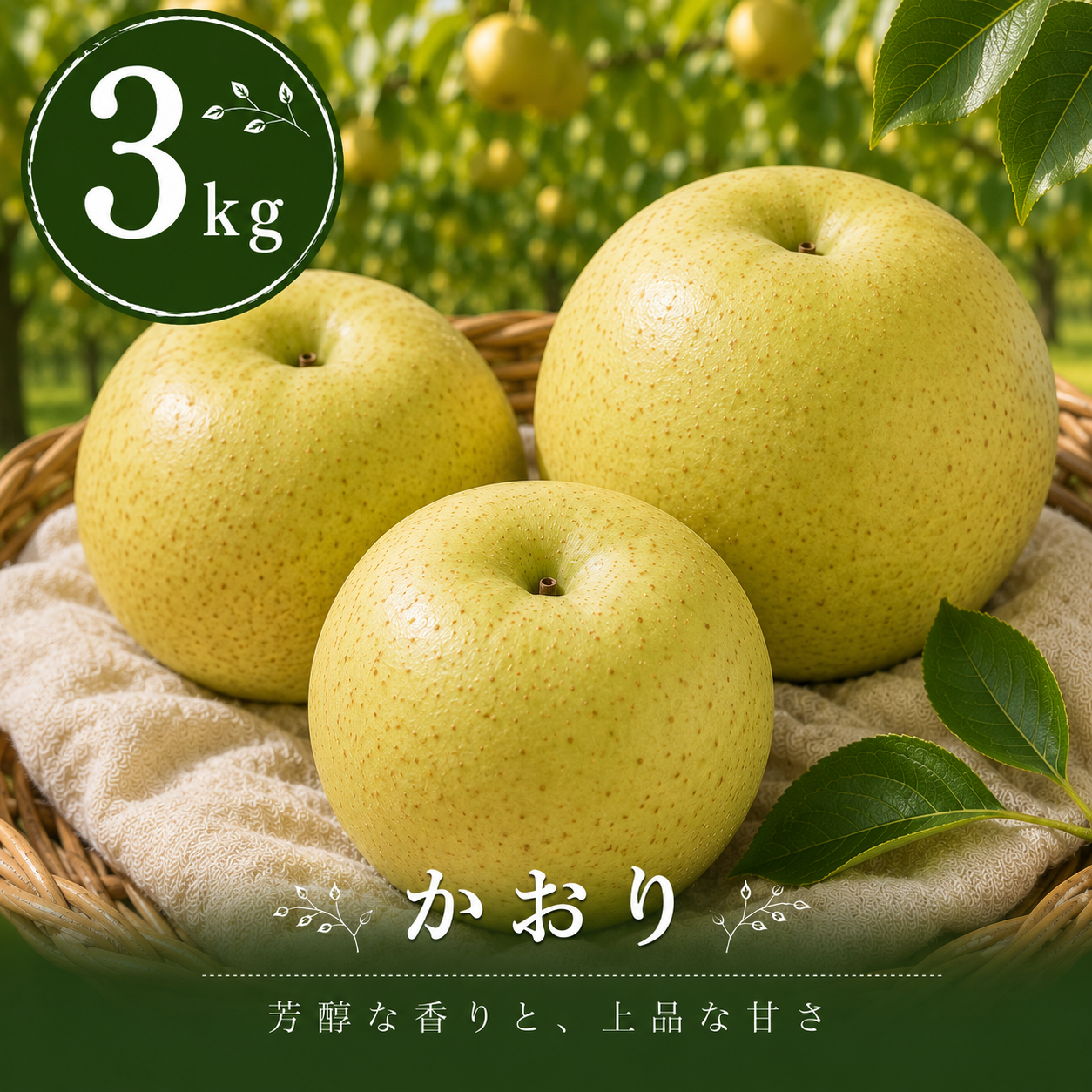 【かおり】贈答品 大玉3kg｜千葉の梨農家から朝採れ直送【予約販売】