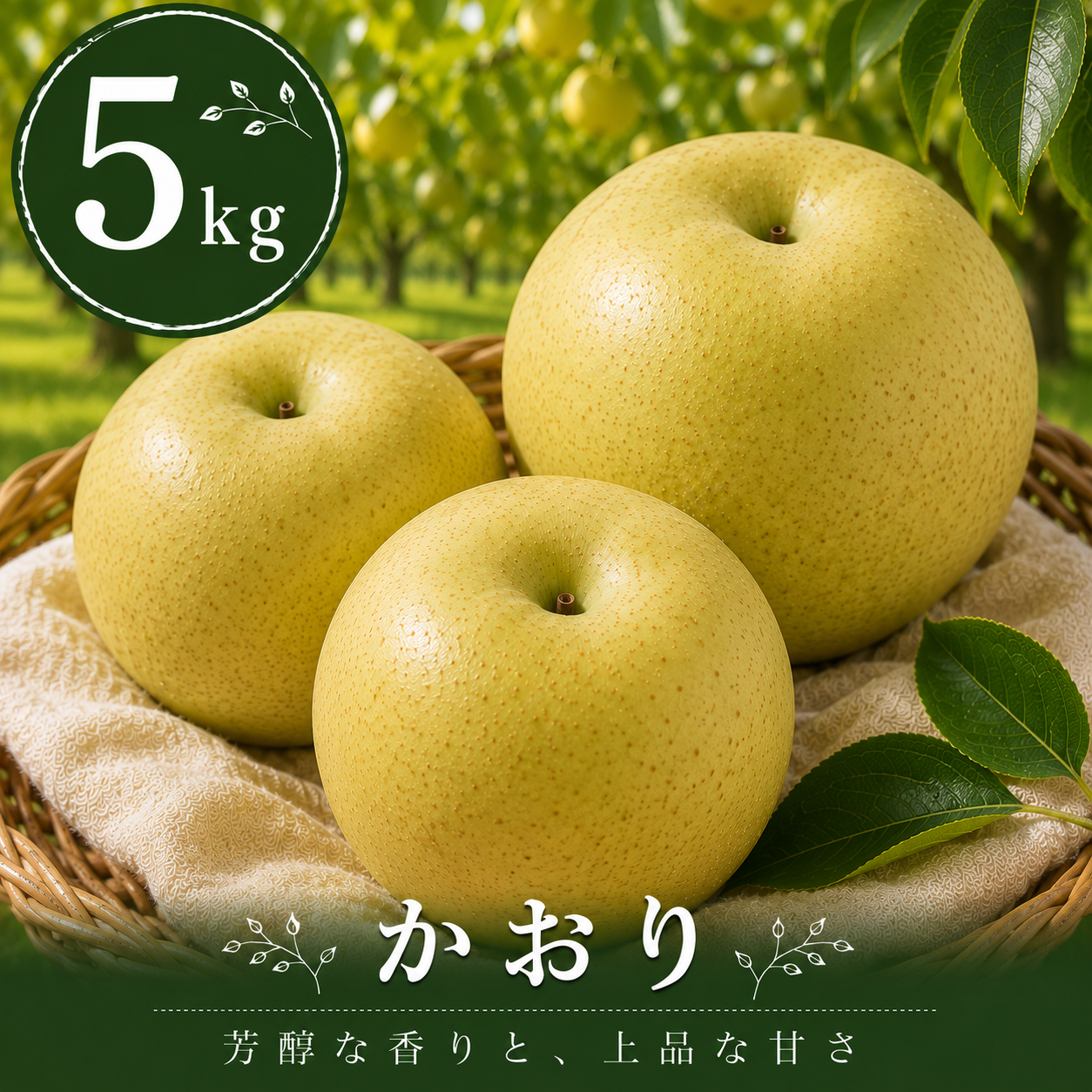 【かおり】贈答品 大玉5kg｜千葉の梨農家から朝採れ直送【予約販売】