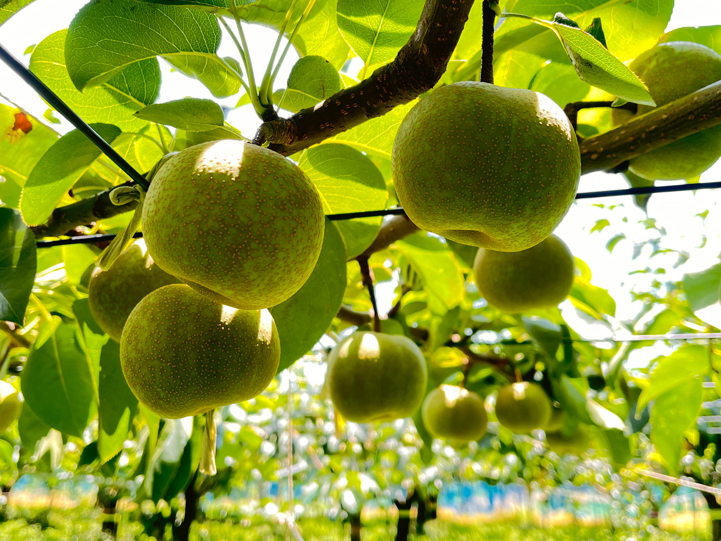 【幸水】贈答用 大玉3kg｜千葉の梨農家から朝採れ直送【予約販売】